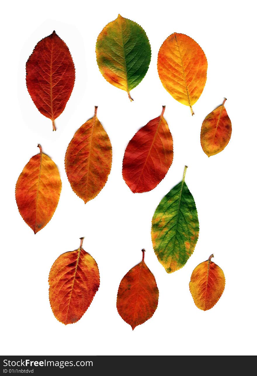 Many different autumn leaves isolated on white