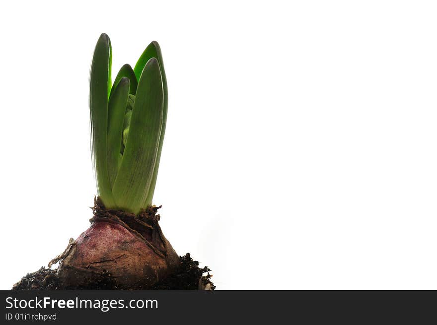 Hyacinth isolated on white - seasonal flower