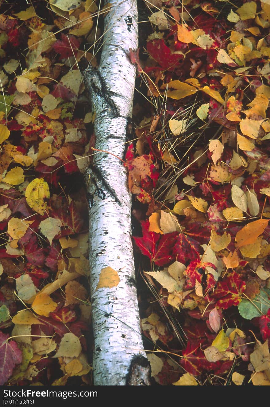 Fall leaves amidst white birch log. Forest floor bursting with colors. Fall leaves amidst white birch log. Forest floor bursting with colors.