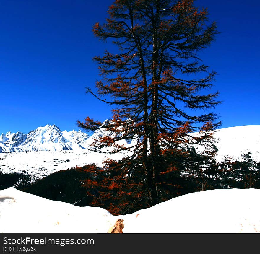 It is a tree on plateau. It is a tree on plateau