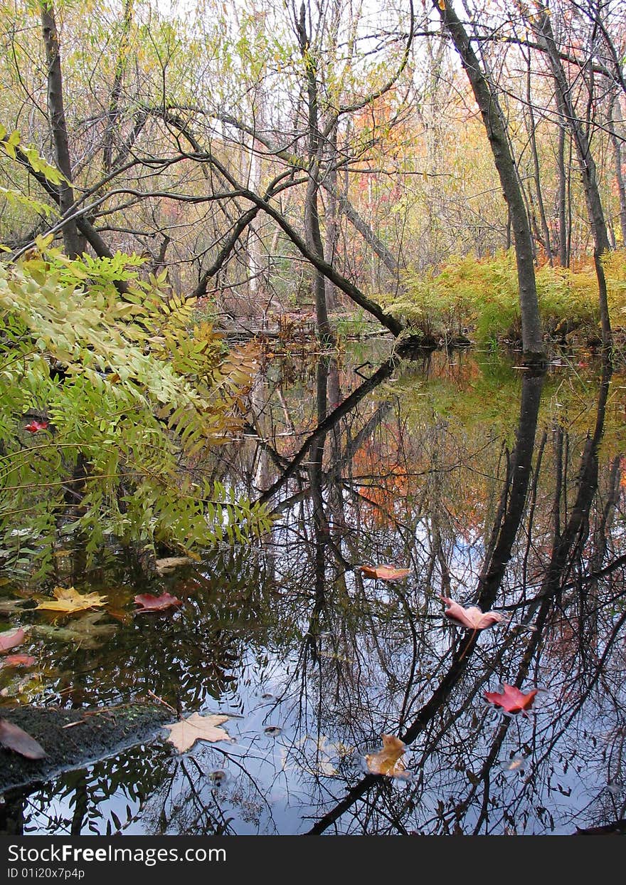 Trees reflecting on a calm pond in the forest. Trees reflecting on a calm pond in the forest.