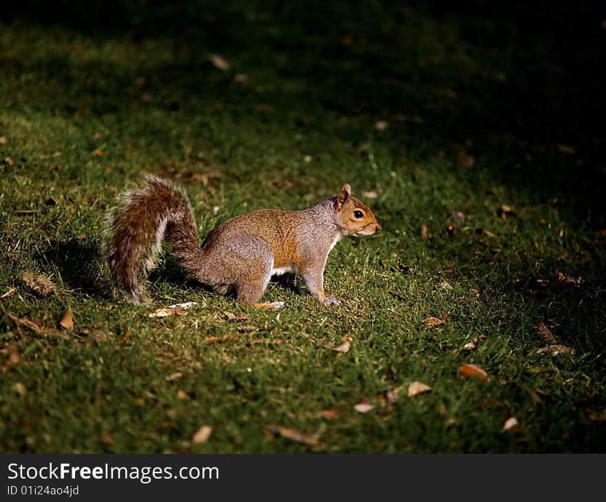 Grey Squirrel, nature