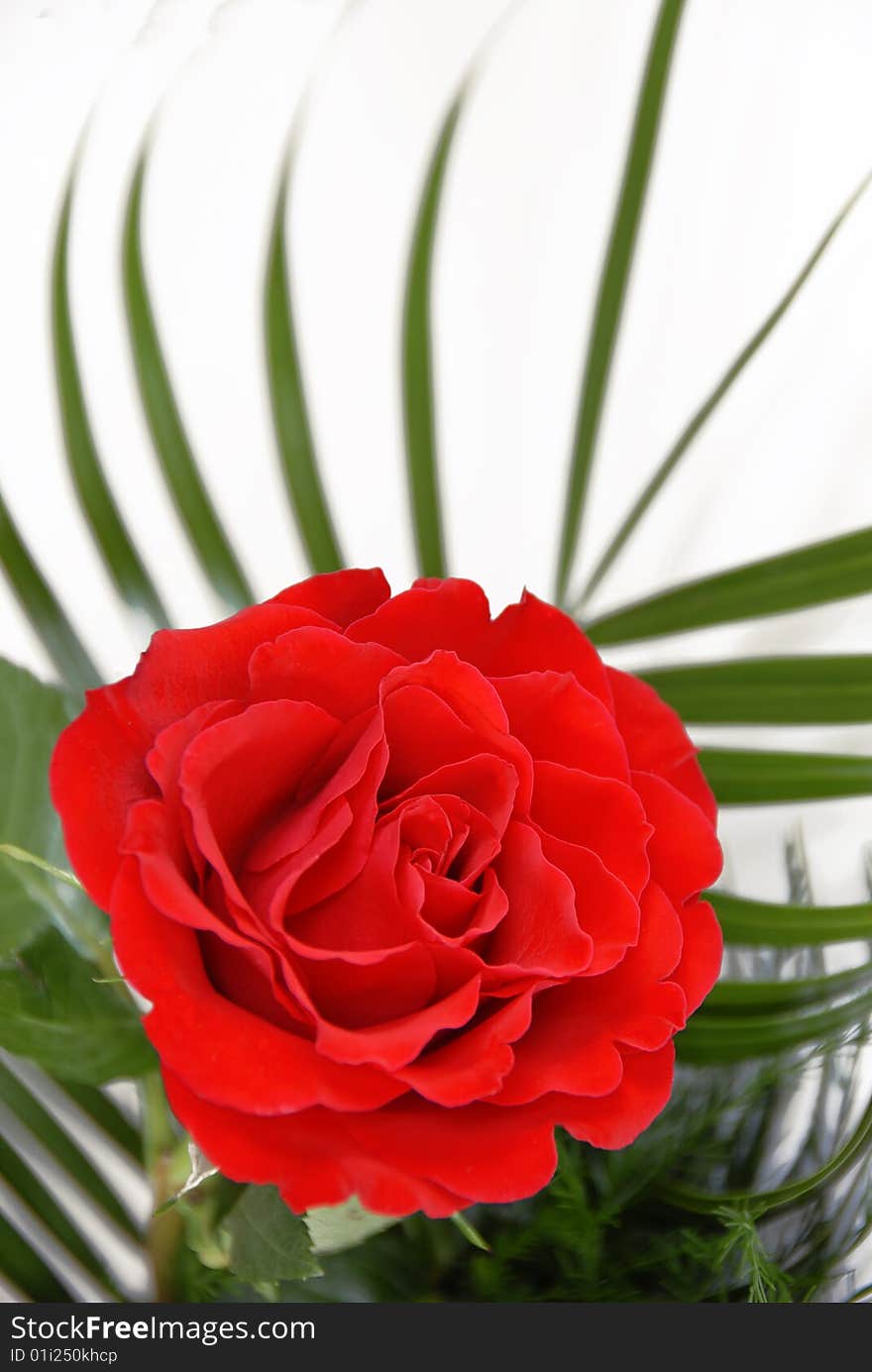 Bright red single rose over white background. Bright red single rose over white background