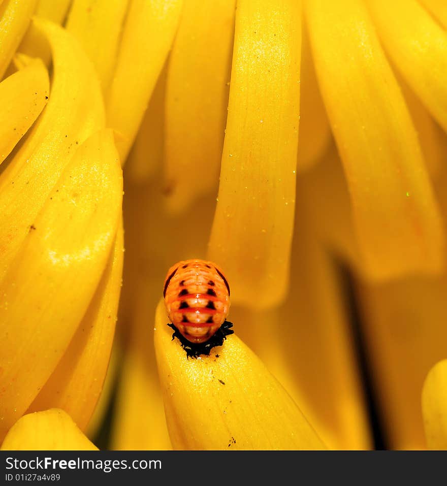 Lady bug in pupal stage