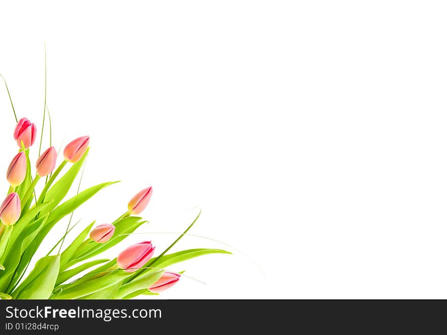 Bouquet of tulips isolated on white background