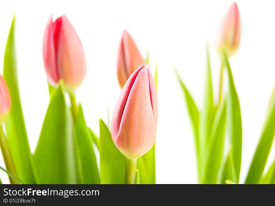 Bouquet of tulips isolated on white