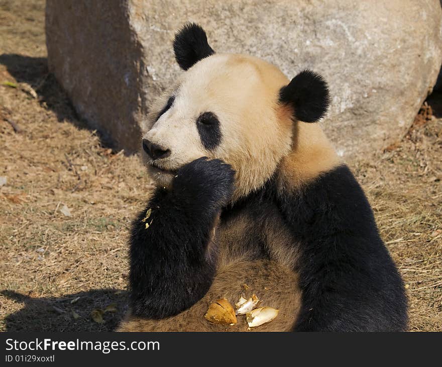 Panda Making a Mess at Panyu Zoo, China