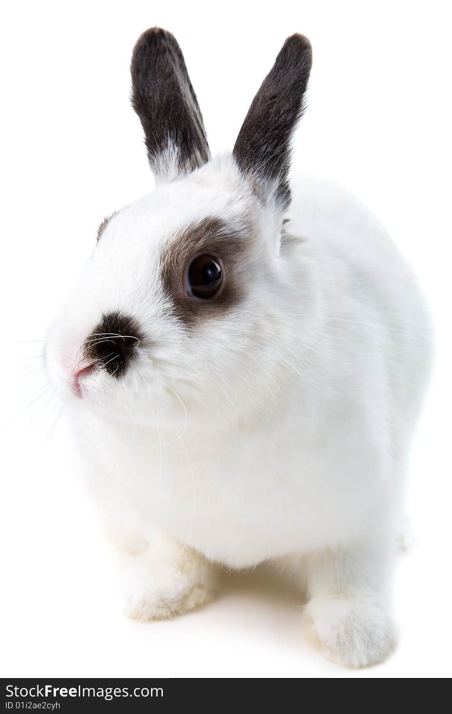 White rabbit isolated on white