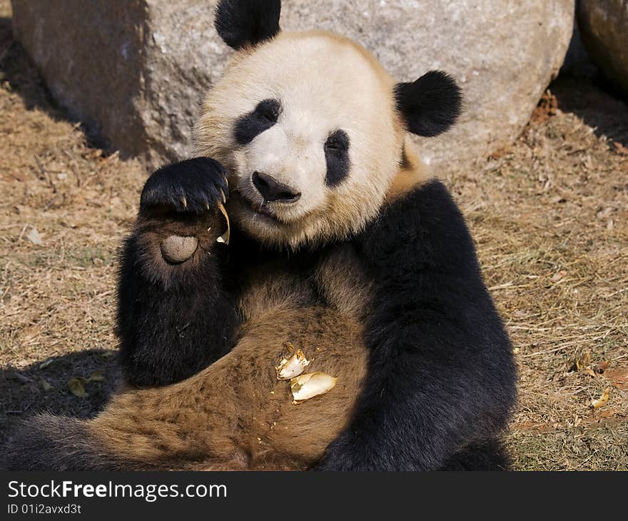 Panda Making a Mess at Panyu Zoo, China. Panda Making a Mess at Panyu Zoo, China