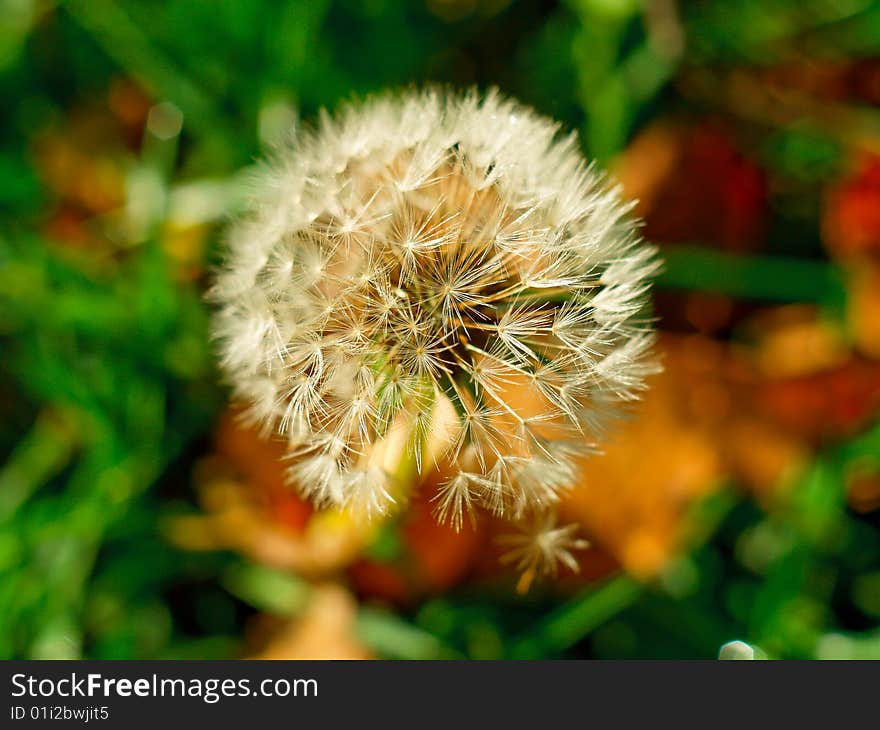 Close up of a dandelion