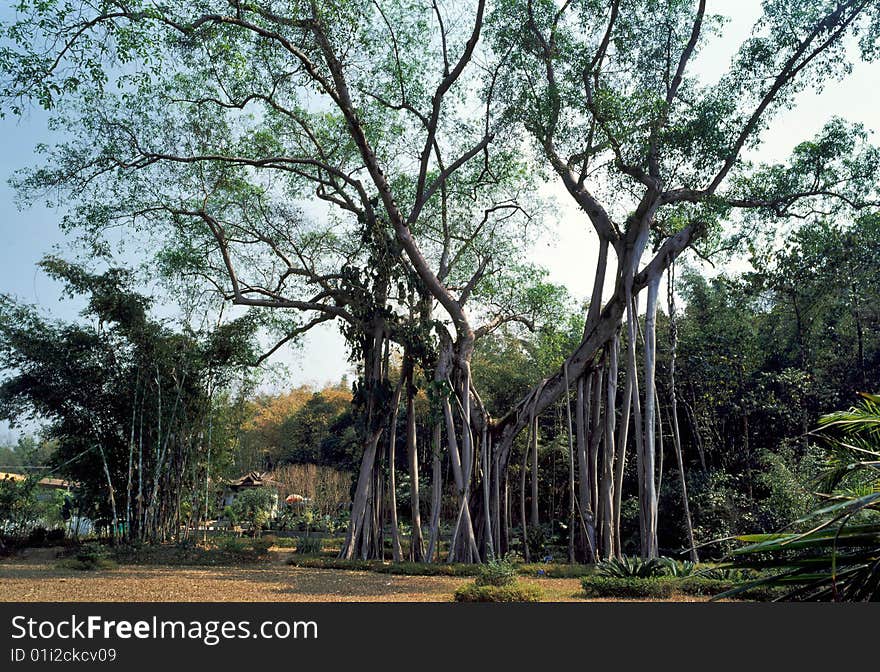 One tree forest