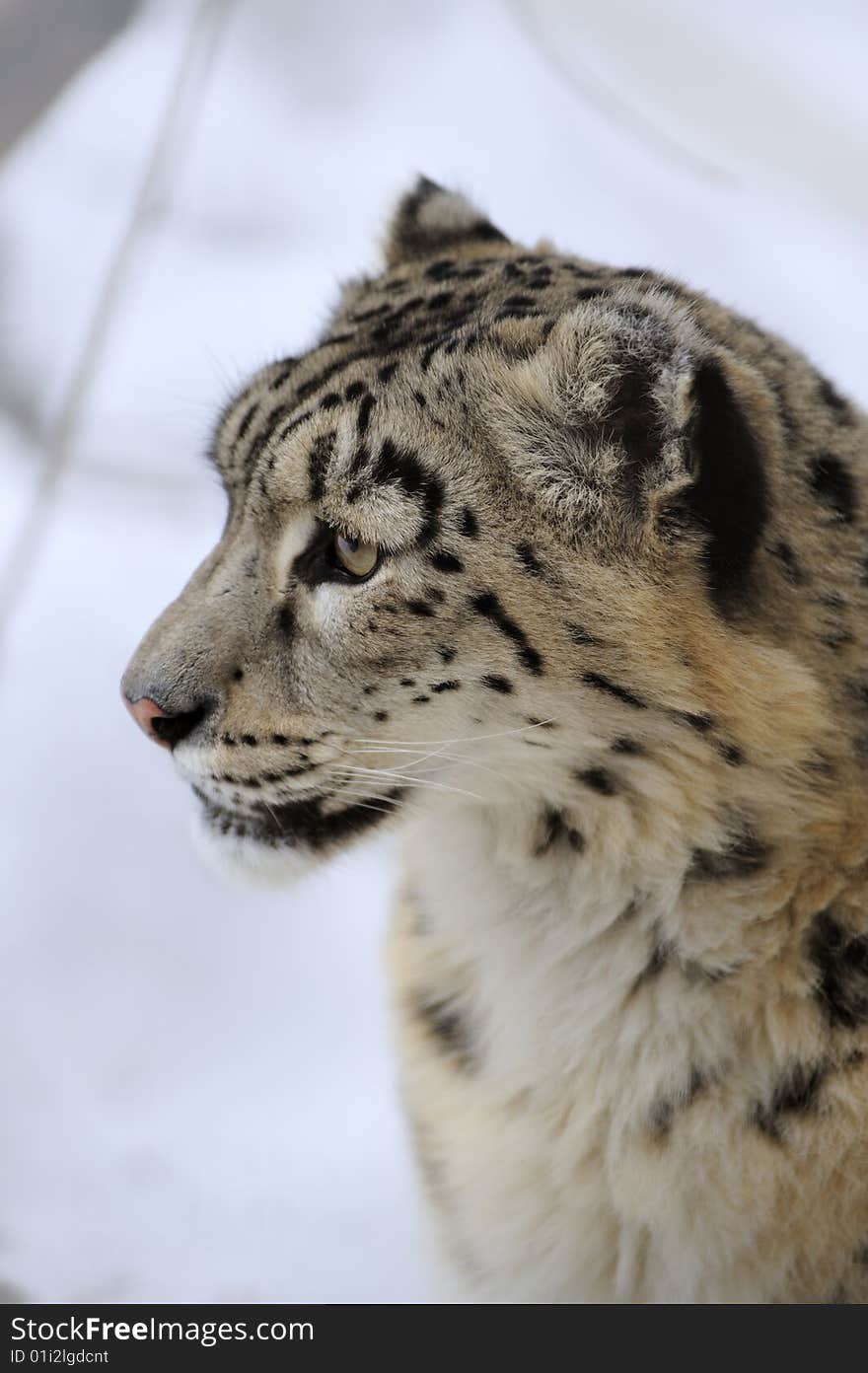 Snow Leopard