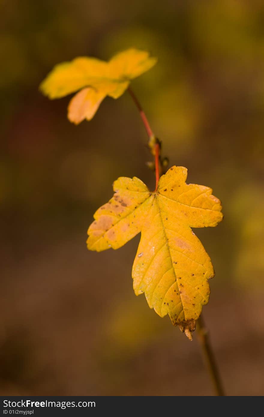 Autumn leaves, very shallow focus