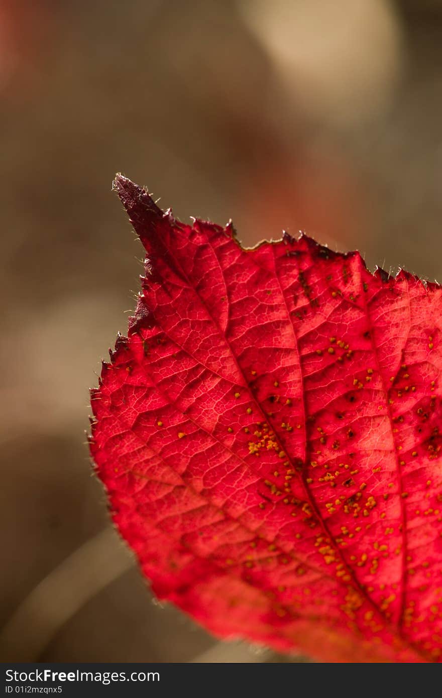 Red leaf with small depth of field