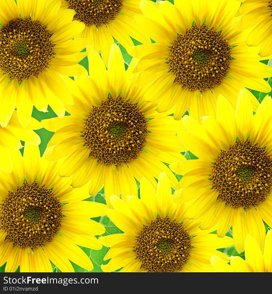 Yellow sunflowers on green background