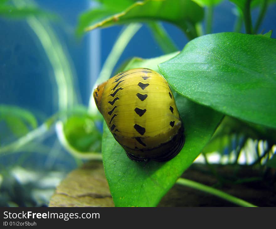 Neritina natalensis, Tiger a snail. Neritina natalensis, Tiger a snail