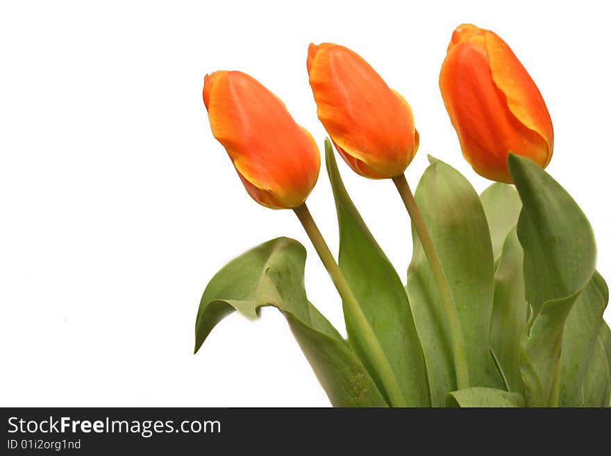 Three red tulips over white background