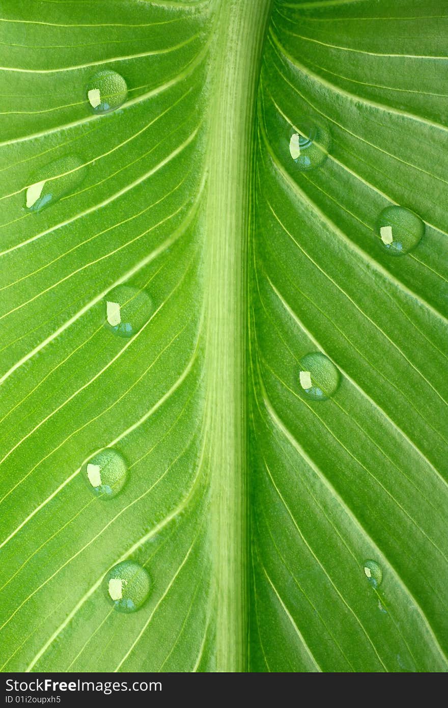 Tropical leaf with dew droplets