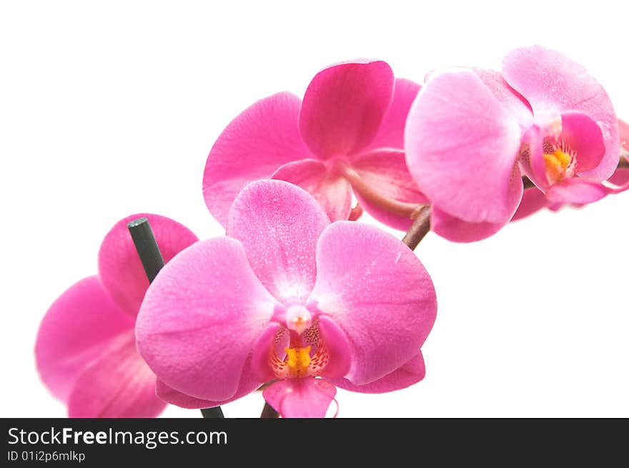 Purple orchid isolated on white background