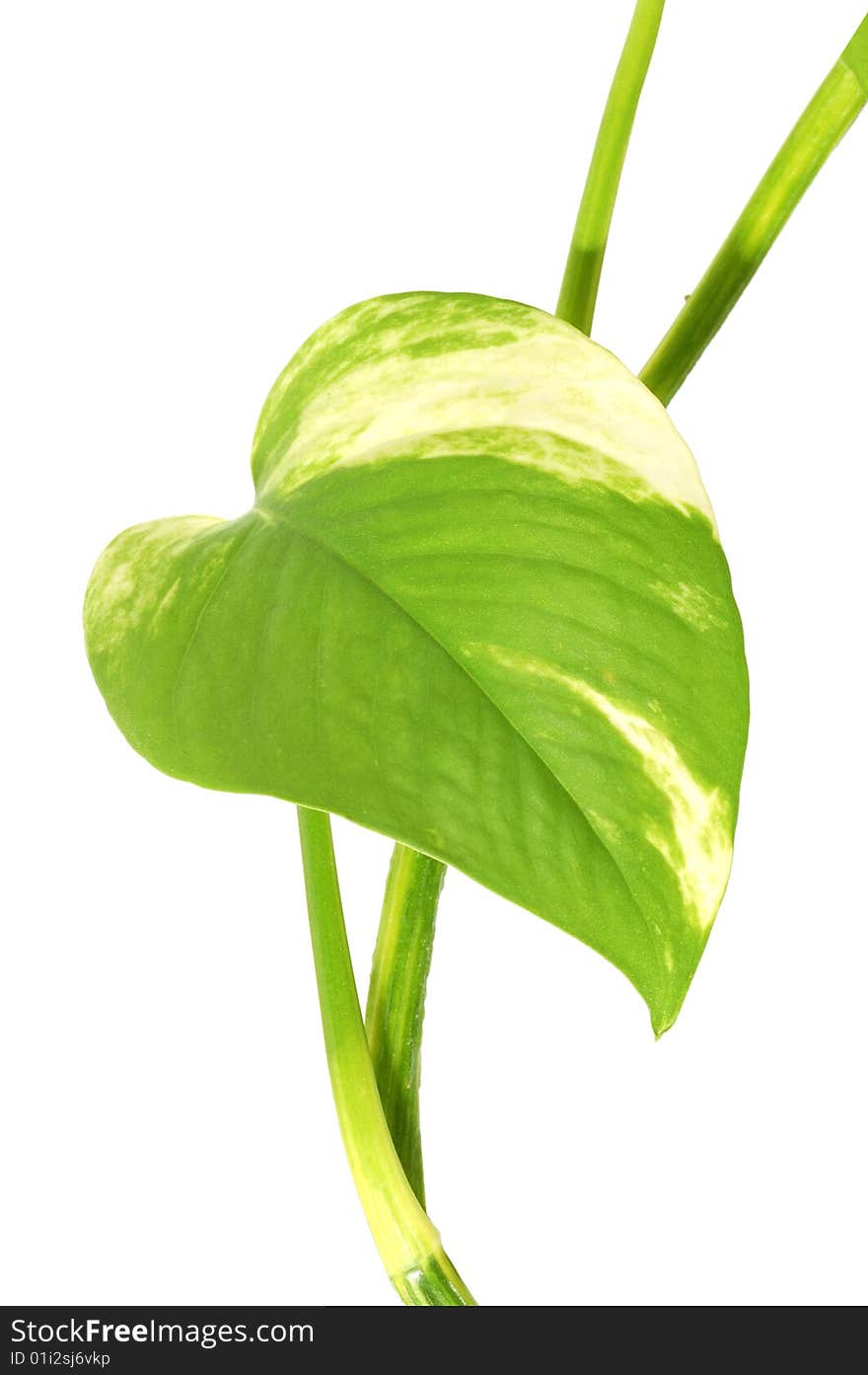 Green leaf isolated on white.