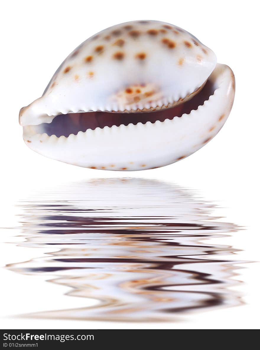 Big seashell. Isolated on white.