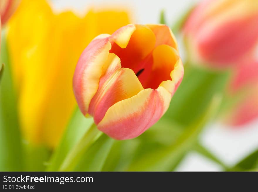 Tulip Flower