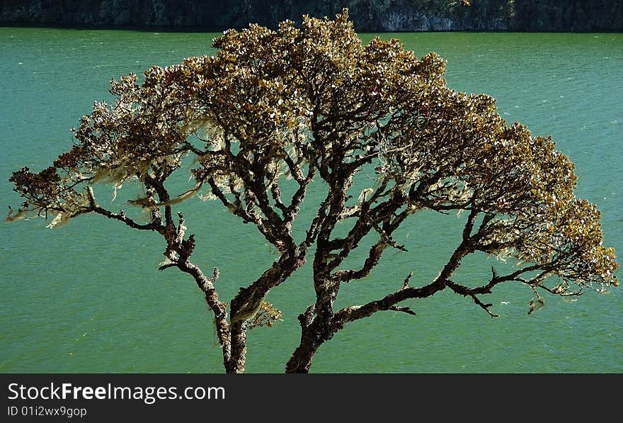 Tree with usnea alongside bita lake