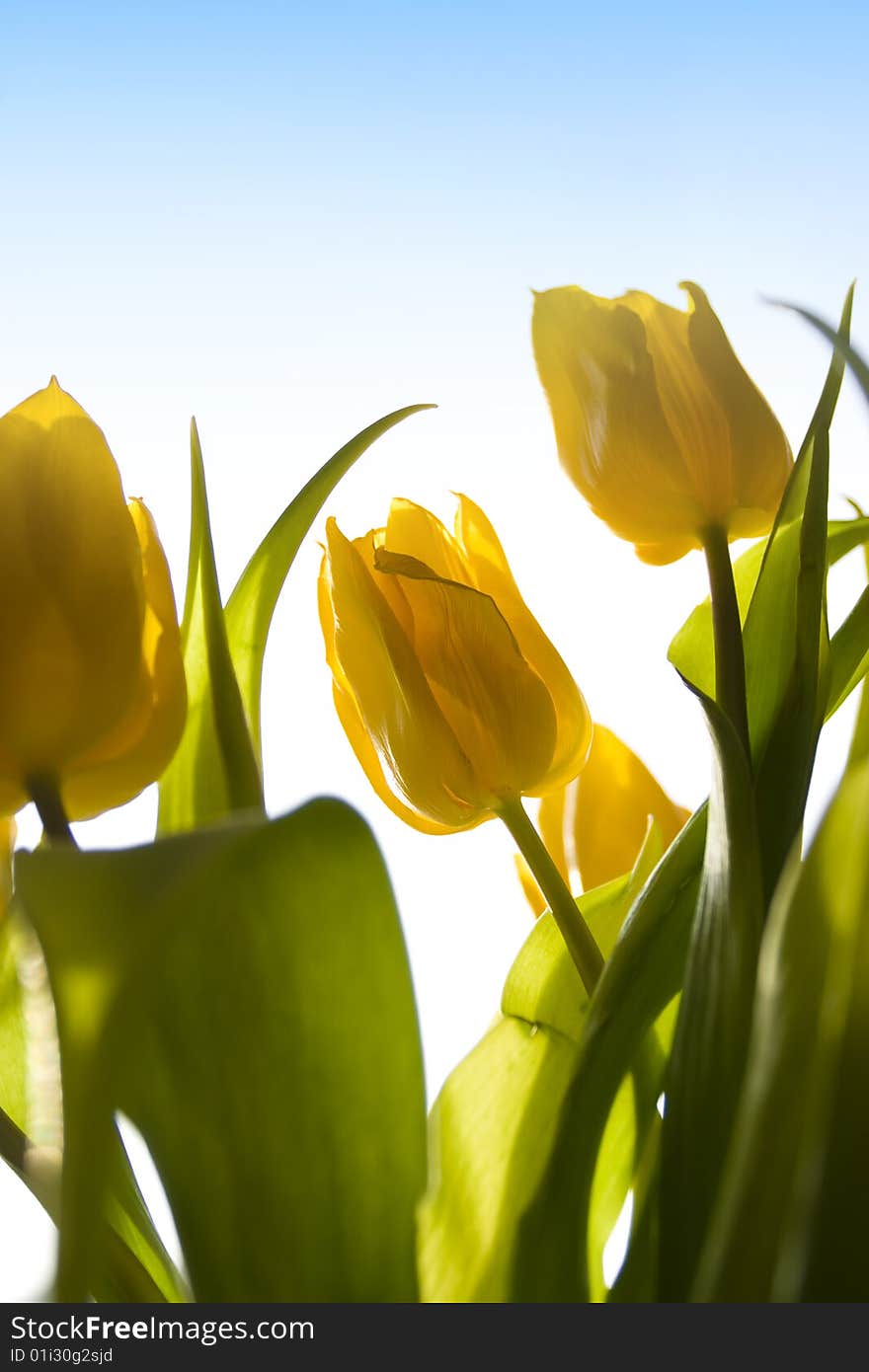 Beautiful yellow tulips with sunlight. Beautiful yellow tulips with sunlight