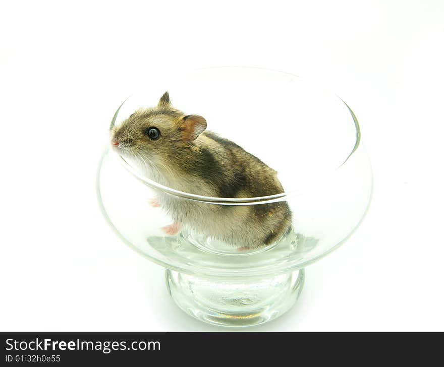 Hamster