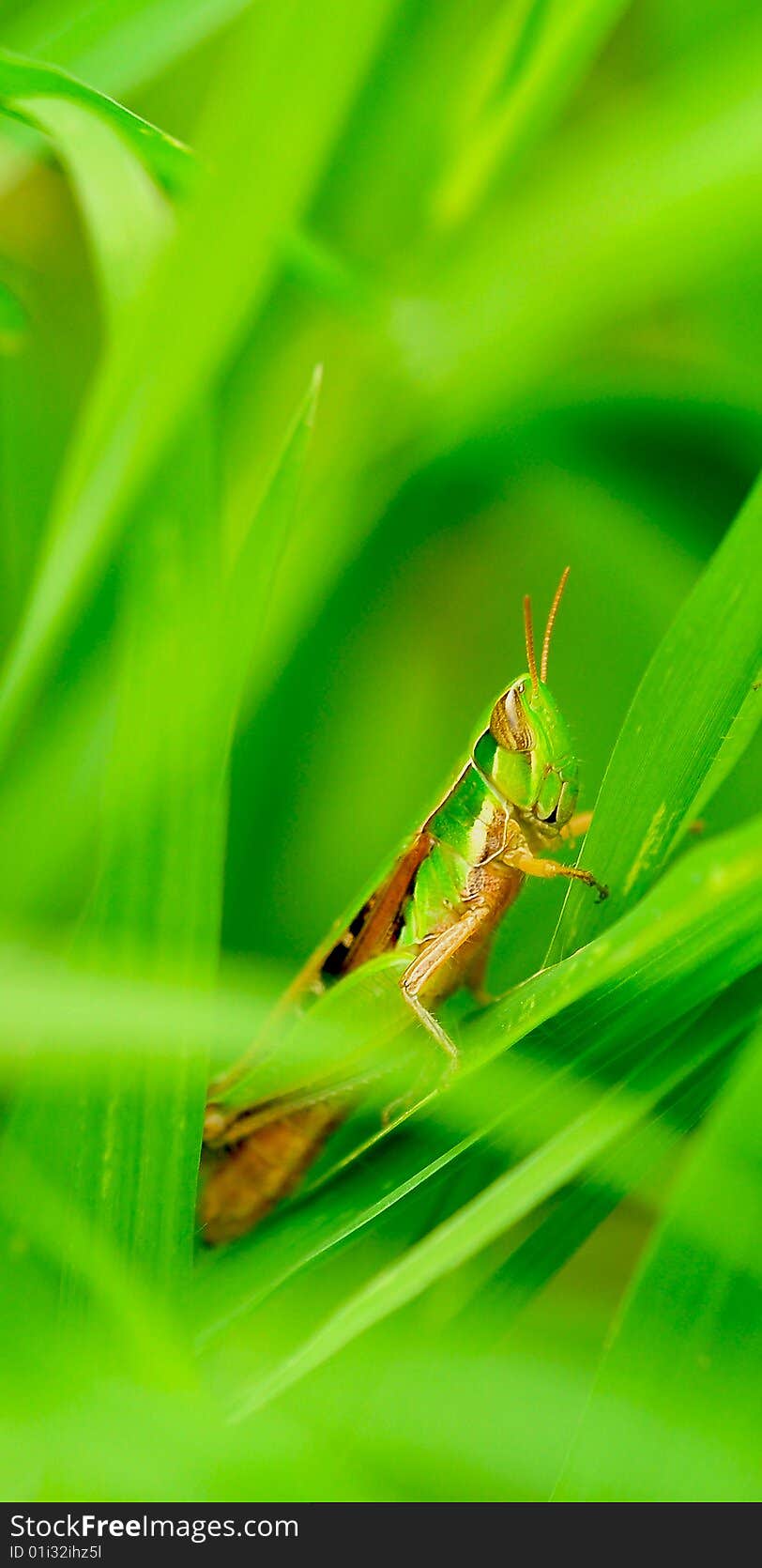 Grasshopper looking great in green grass.