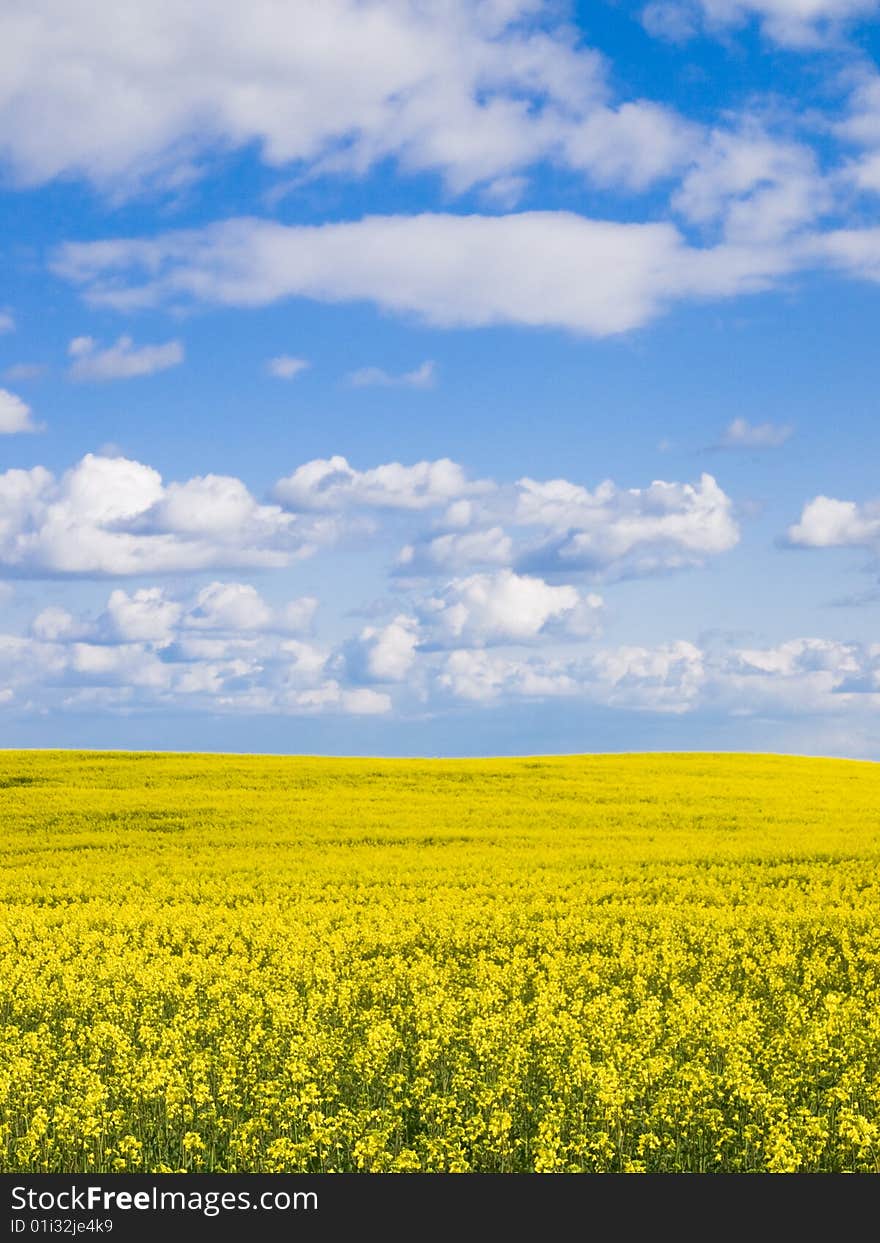 Rape Fields