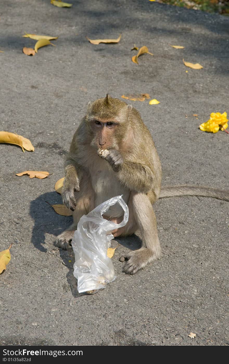 Green monkey eats on the road.