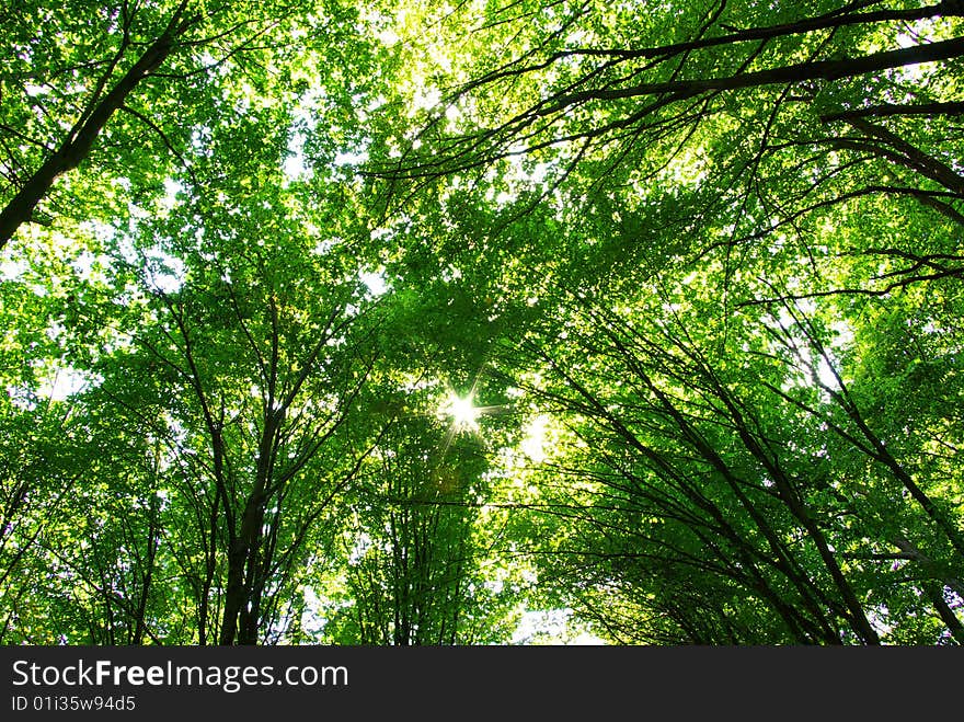 Trees in a  green forest in spring