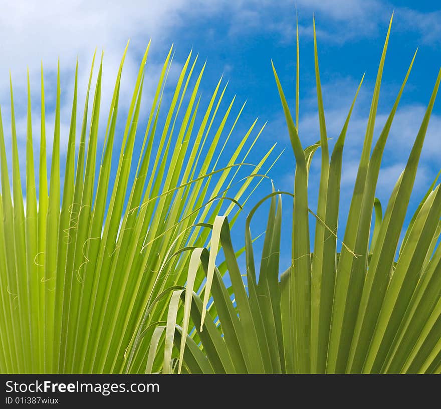 Palm leaves