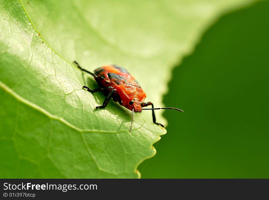 Red bug