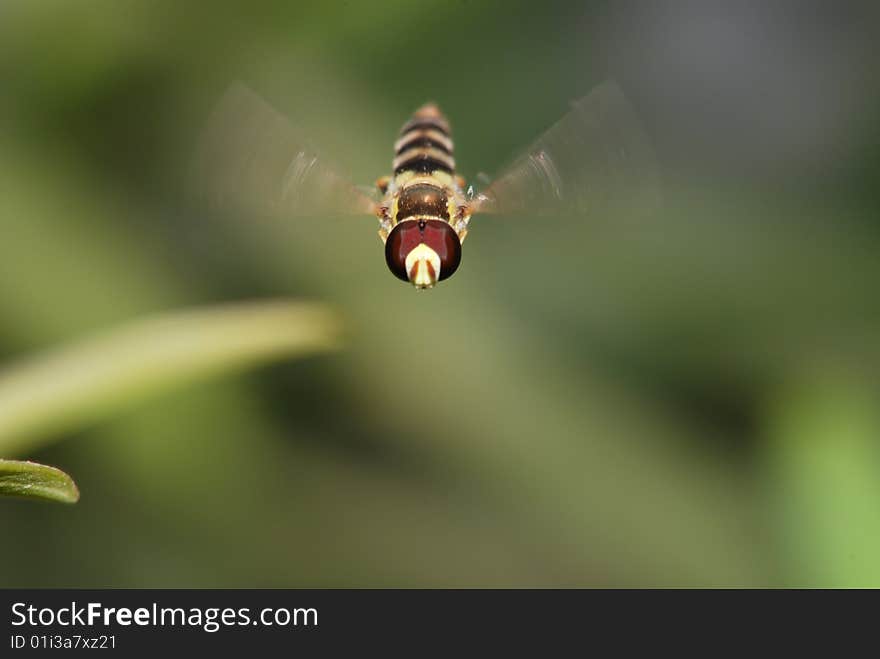 In aerial flight bud musca. Under hot sun industrious practical training bud musca. In aerial flight bud musca. Under hot sun industrious practical training bud musca.