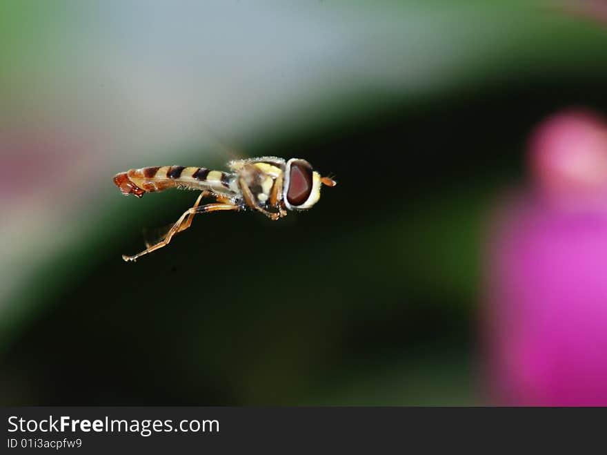 In aerial flight bud musca. Under hot sun industrious practical training bud musca. In aerial flight bud musca. Under hot sun industrious practical training bud musca.