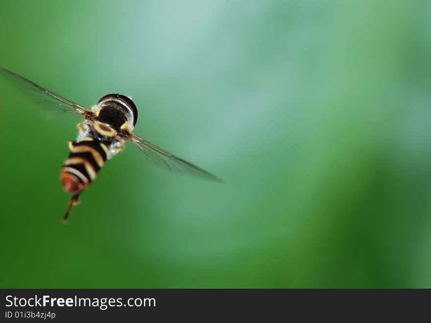 In aerial flight bud musca. Under hot sun industrious practical training bud musca. In aerial flight bud musca. Under hot sun industrious practical training bud musca.