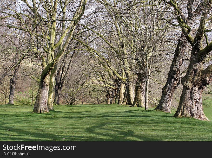 A row of trees