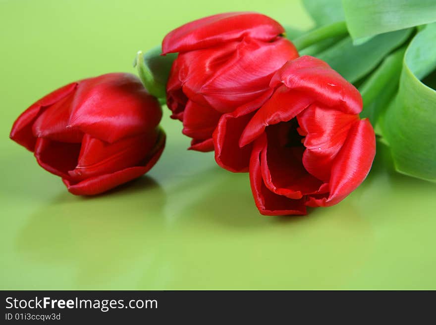 Bunch of red tulips on green background