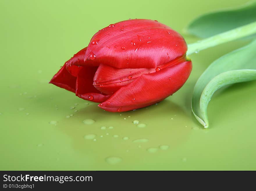 Red tulip on green background