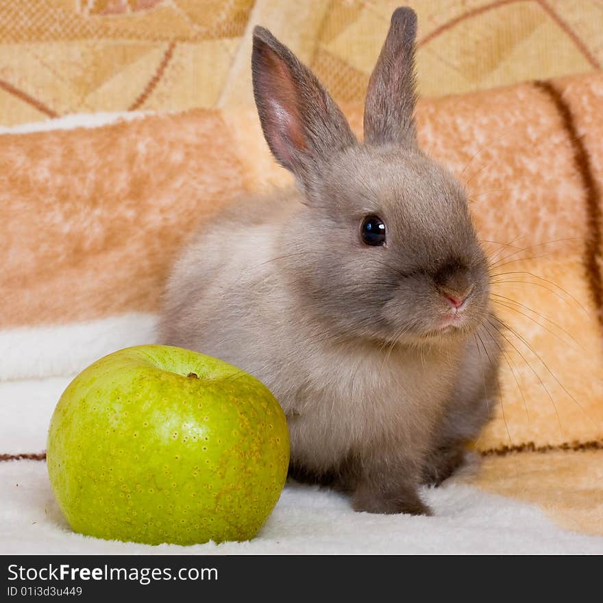 Cute  little rabbit with the green apple. Cute  little rabbit with the green apple