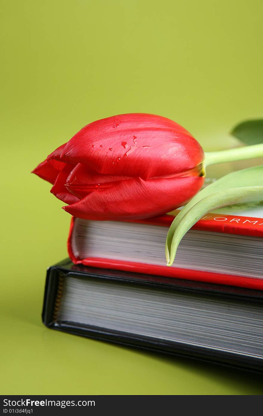 Red tulip on green background. Red tulip on green background