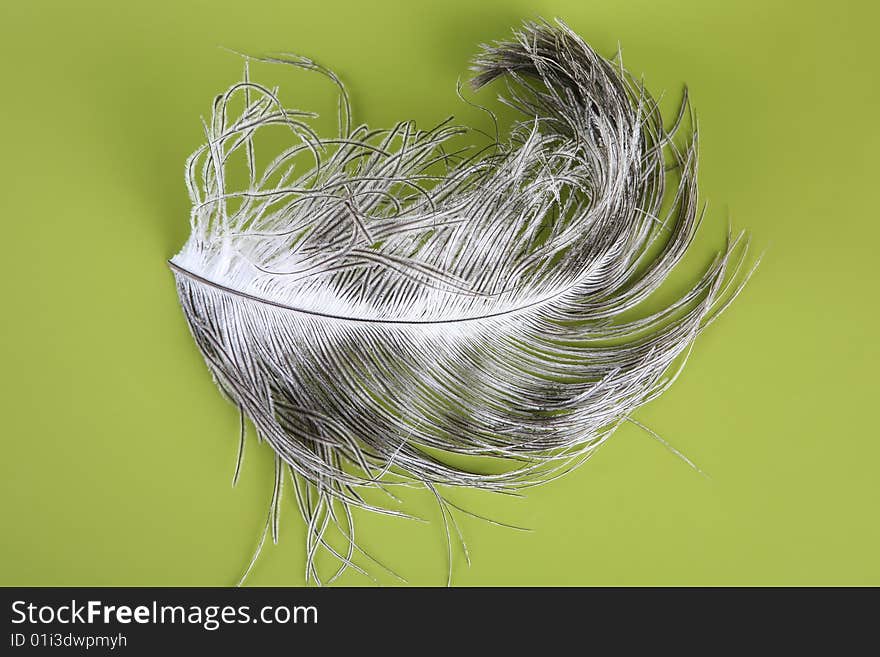 Ostrich feather on green background