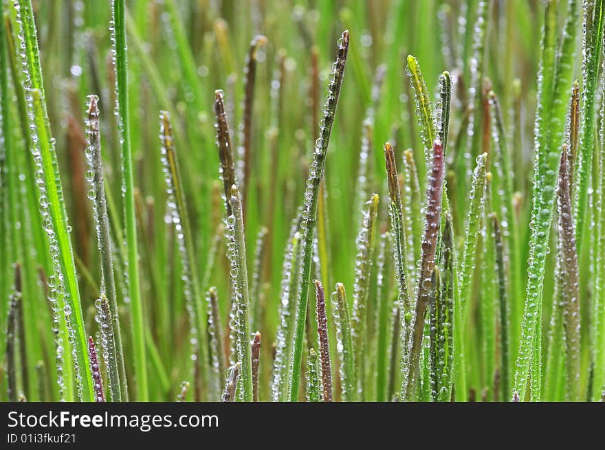 Wet Fresh Grain