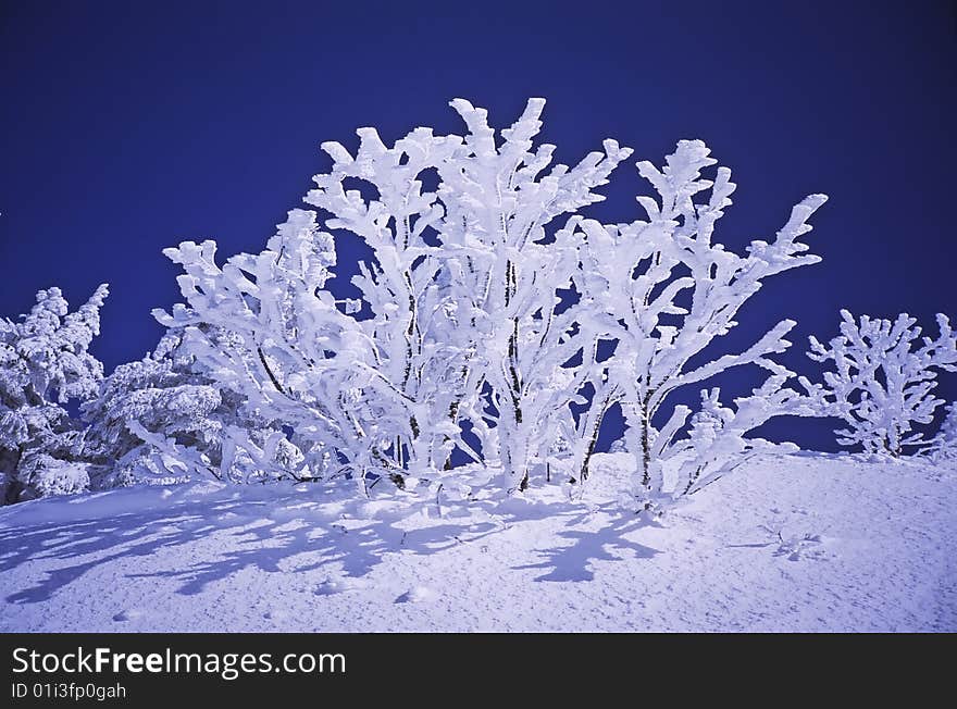 winter trees