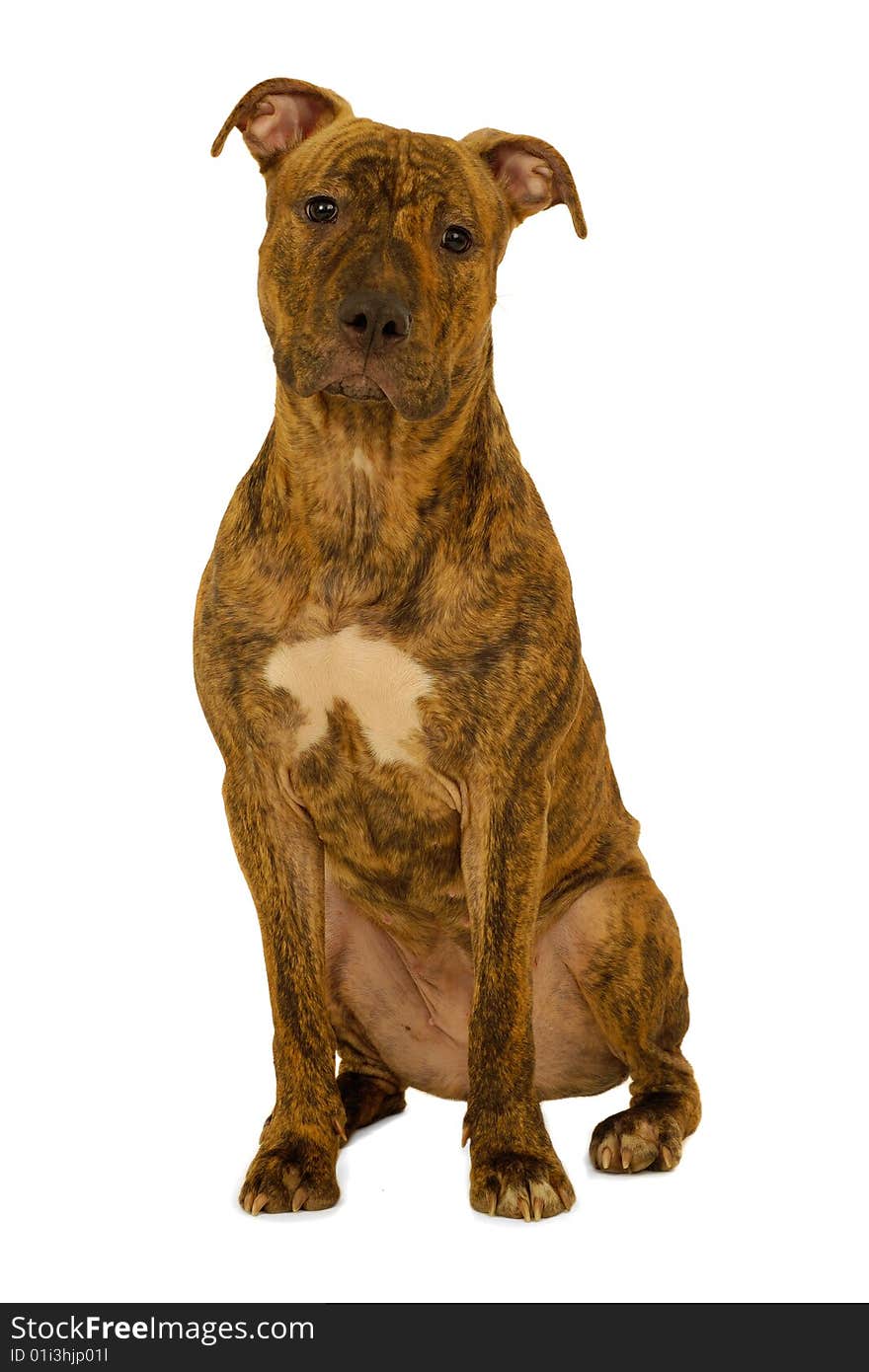 Staffordshire terrier dog is sitting on a clean white background