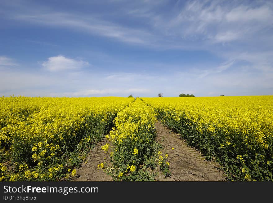 Yellow rape field