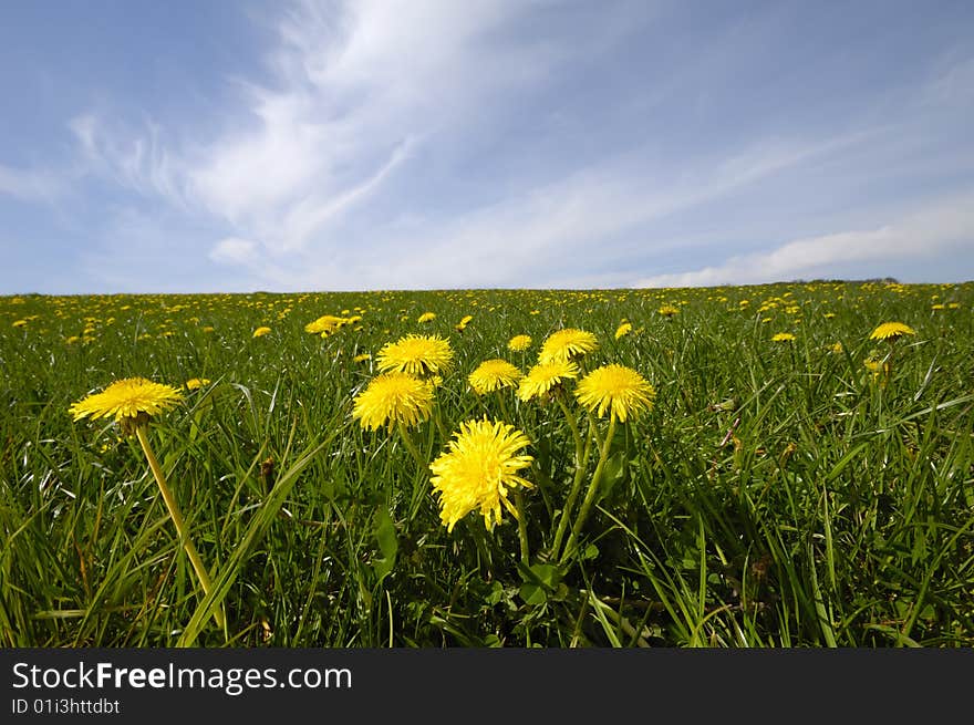 Dandelions and blue sky