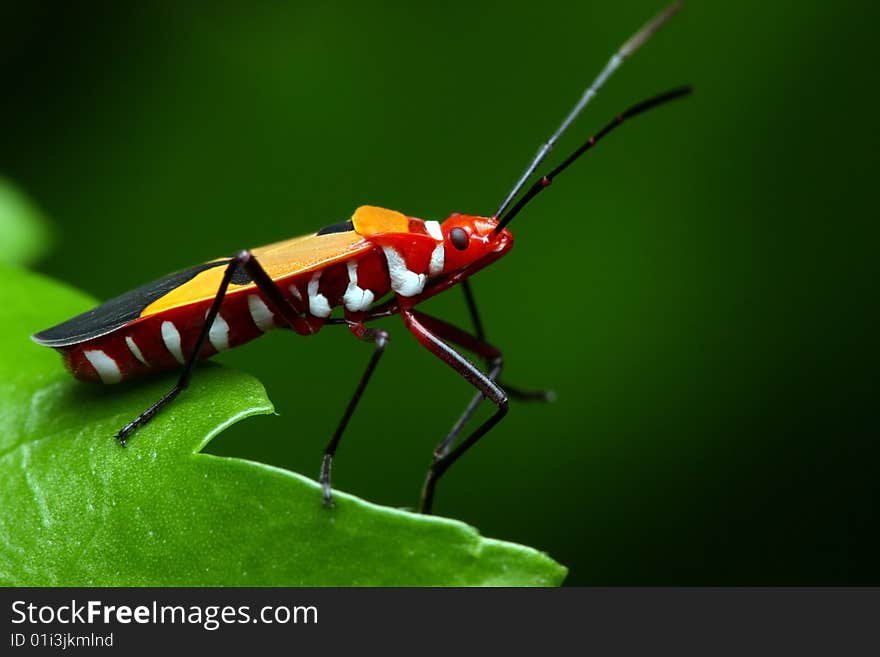 Close up of shield bugs crawling on green leaf.